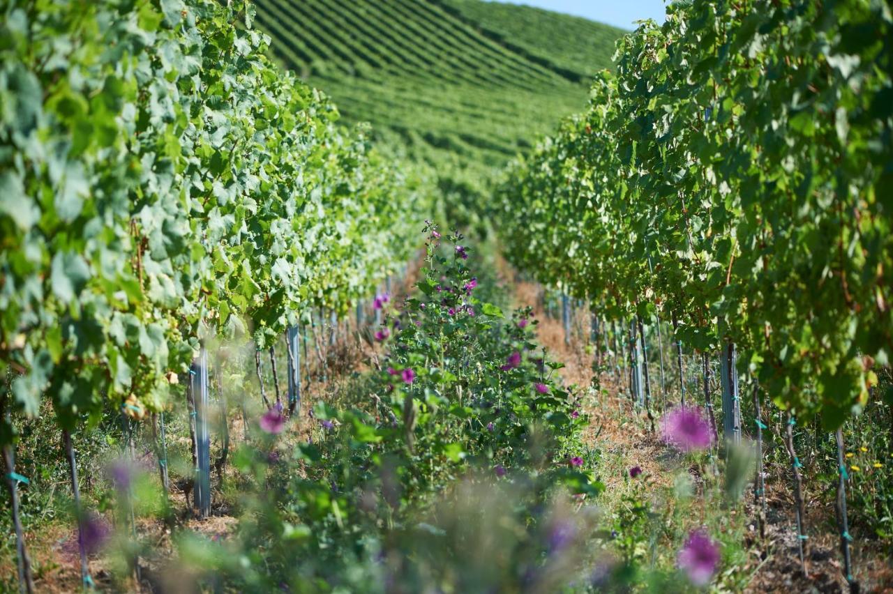 Ferienweingut Willems Oberemmel Exterior photo